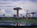 baobab[ХХ]